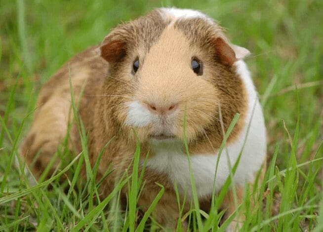 Guinea Pig Gardenfrontier Guinea Pig