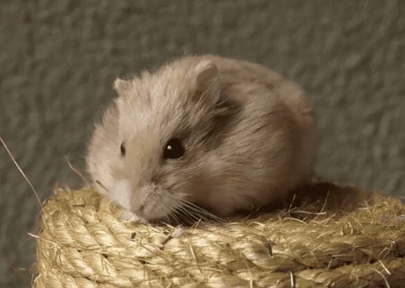Hamster Gardenfrontier Hamster