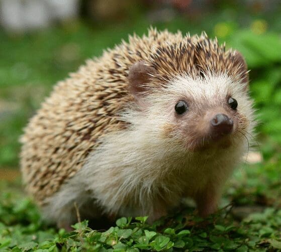 Hedgehog Gardenfrontier Hedgehog