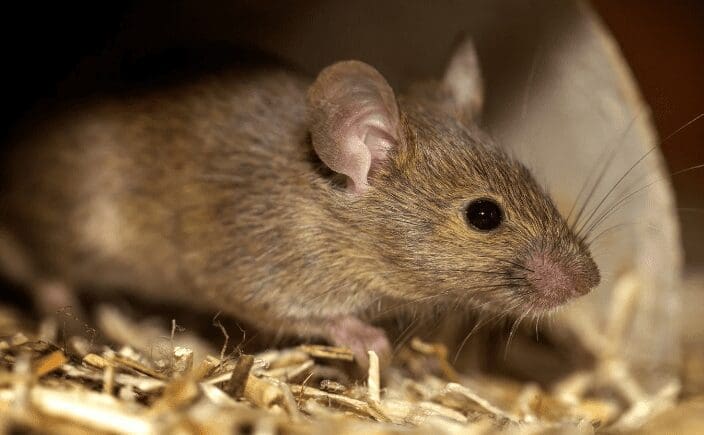 Mice Gardenfrontier Mice
