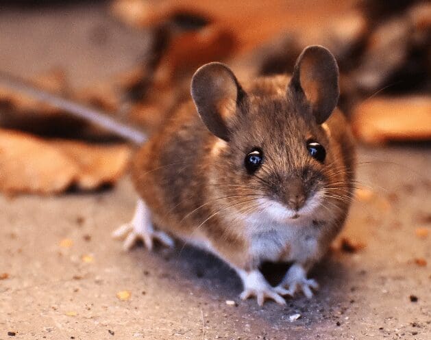 Rat Gardenfrontier Rat