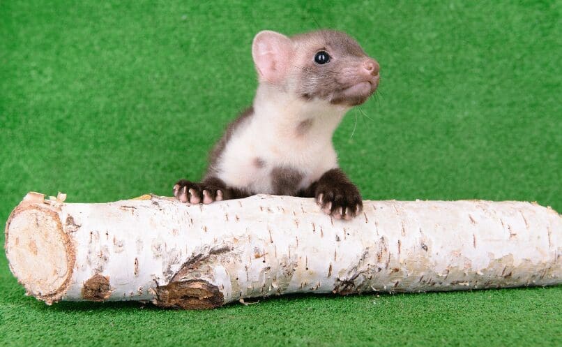 Small Animals Gardenfrontier Small Animals