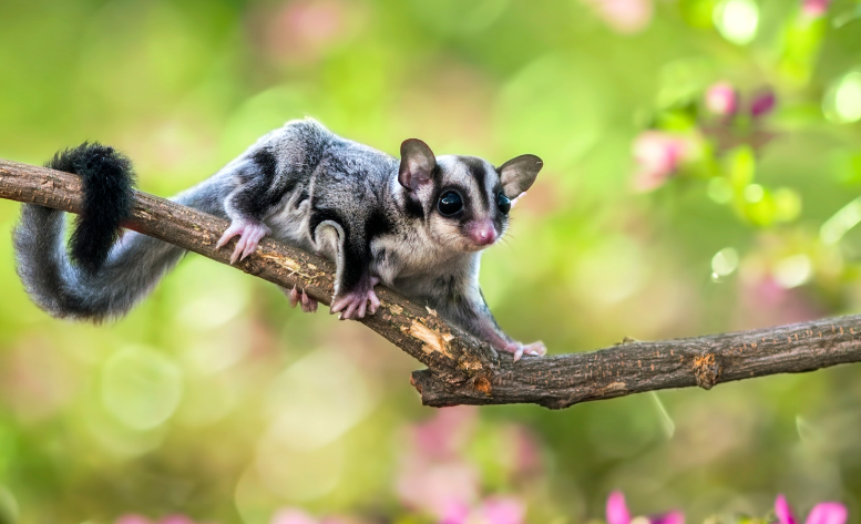 Sugar Gliders Gardenfrontier Sugar Gliders