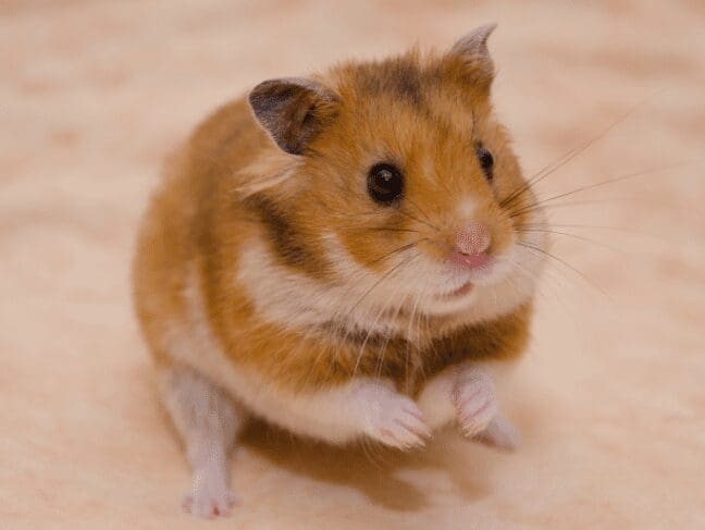 Syrian hamster Gardenfrontier Syrian hamster