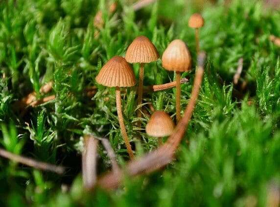 Conocybe and Pholiotina mushrooms Gardenfrontier Conocybe and Pholiotina mushrooms