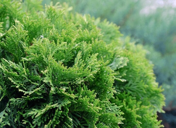 Dwarf Cypress Trees Gardenfrontier Dwarf Cypress Trees