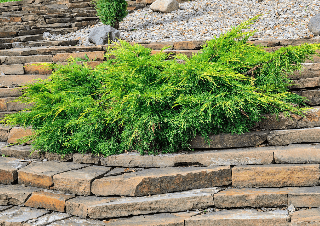 Dwarf conifers Gardenfrontier Dwarf conifers