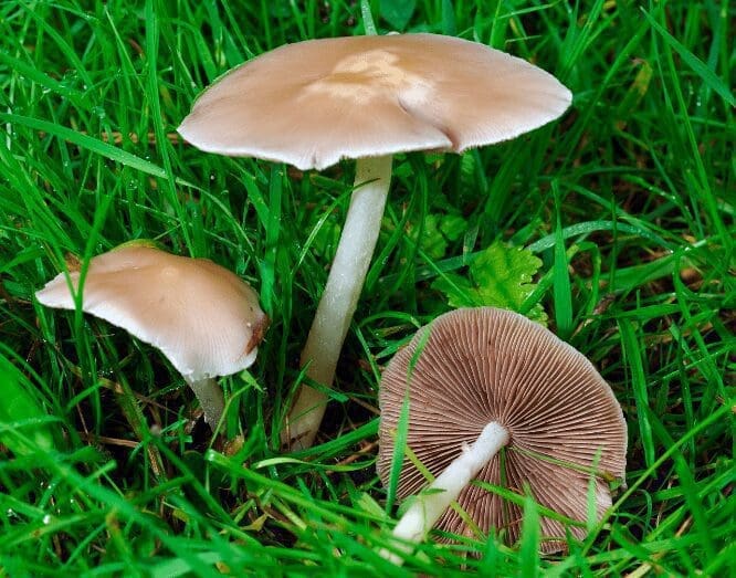 Fairy Ring Mushrooms Gardenfrontier Fairy Ring Mushrooms
