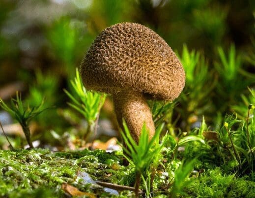 Inocybe mushrooms Gardenfrontier Inocybe mushrooms