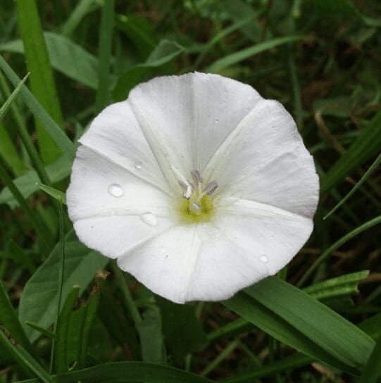 Ipomoea alba Gardenfrontier Ipomoea alba
