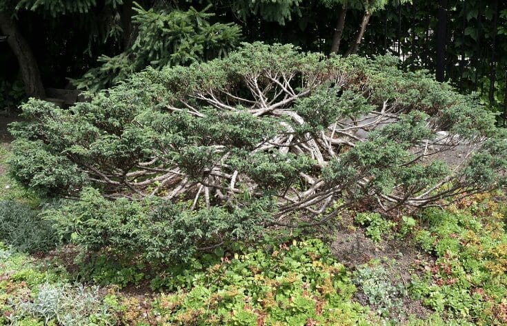 Juniper Bushes Gardenfrontier Juniper Bushes