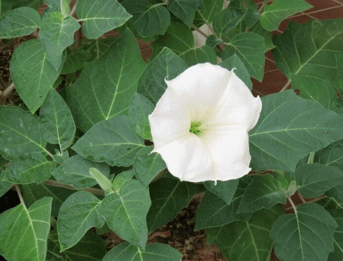 Moonflowers Gardenfrontier Moonflowers