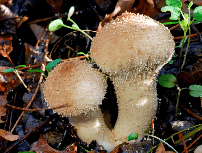 Puffball mushroom Gardenfrontier Puffball mushroom