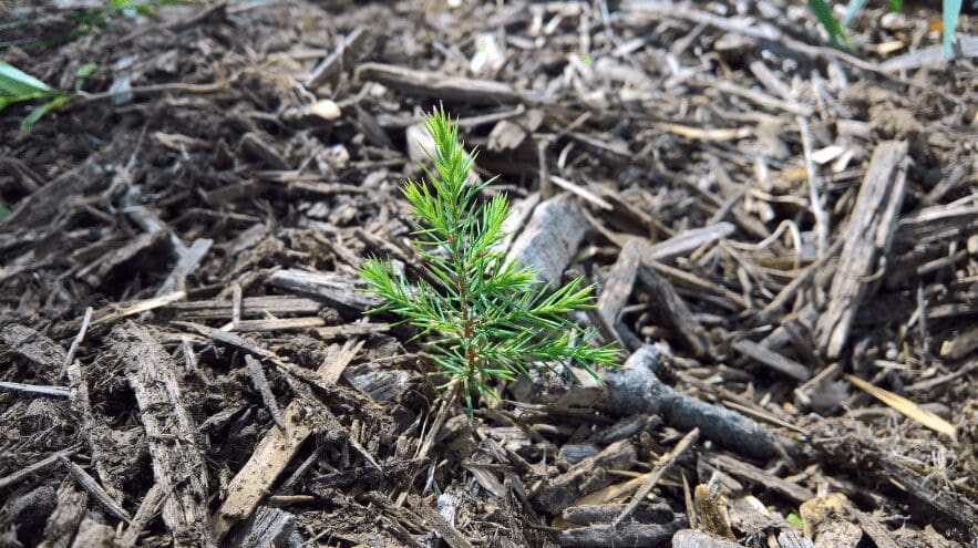 Small Evergreen Trees Gardenfrontier Small Evergreen Trees