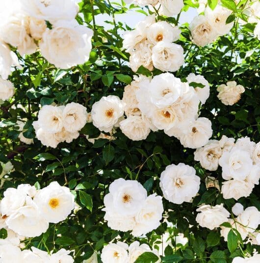 White Climbing Roses Gardenfrontier White Climbing Roses