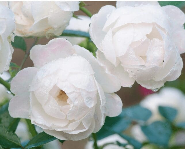 White Floribunda Roses Gardenfrontier White Floribunda Roses