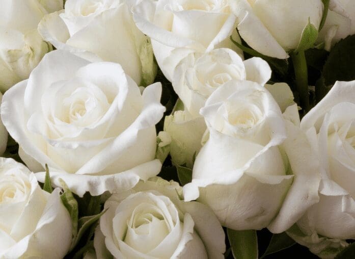 White Ground Cover Roses Gardenfrontier White Ground Cover Roses