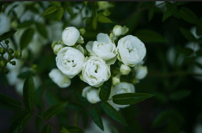 White Roses Gardenfrontier White Roses