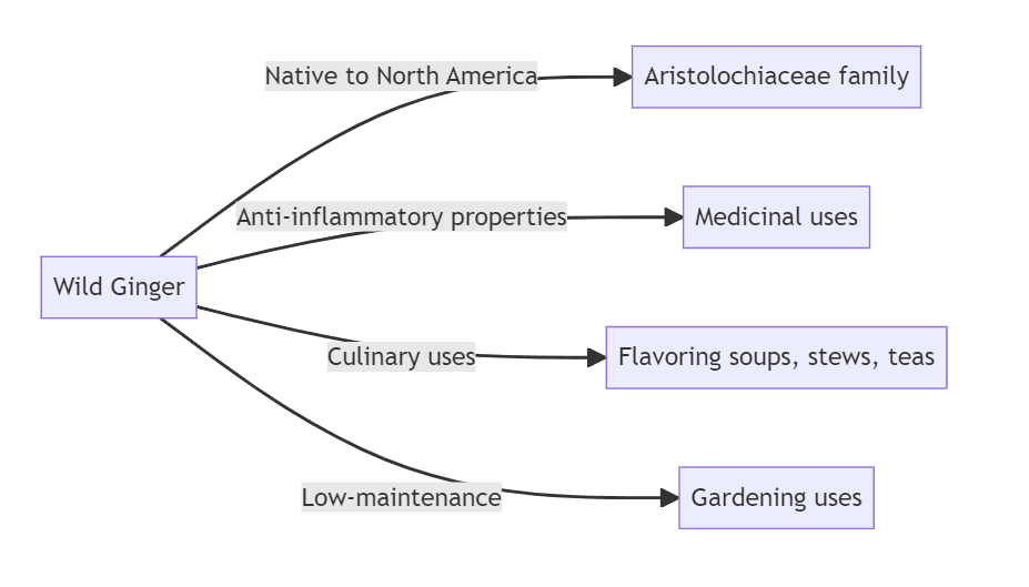 Wild Ginger Diagram Gardenfrontier Wild Ginger Diagram