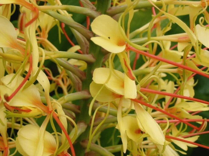 Wild Ginger Gardenfrontier Wild Ginger