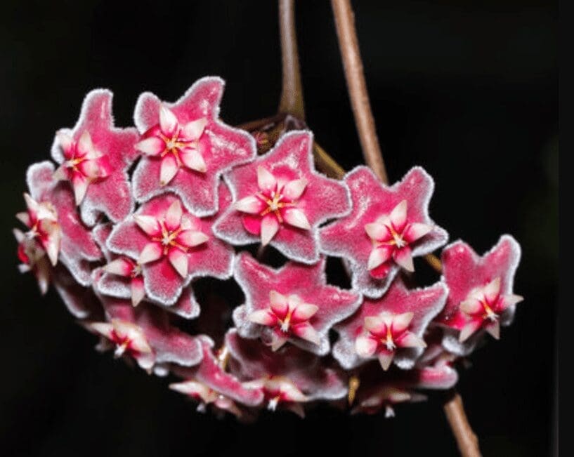 Hoya Wayetii Gardenfrontier Hoya Wayetii