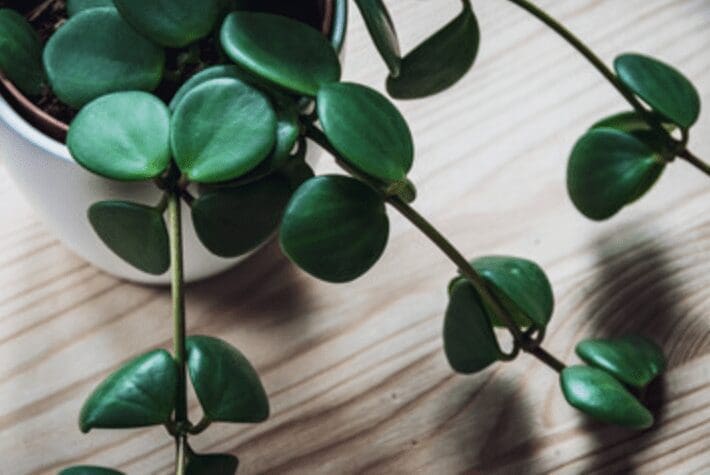 Peperomia Hope close up Gardenfrontier Peperomia Hope close up