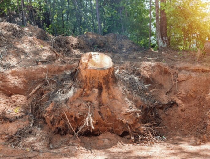 What to Put on a Tree Stump to Kill It Gardenfrontier What to put on a tree stump to kill it using safe DIY stump removal methods