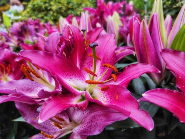 Stargazer Lily Gardenfrontier Stargazer Lily