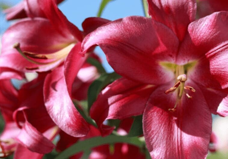 Stargazer lily close Gardenfrontier Stargazer lily close