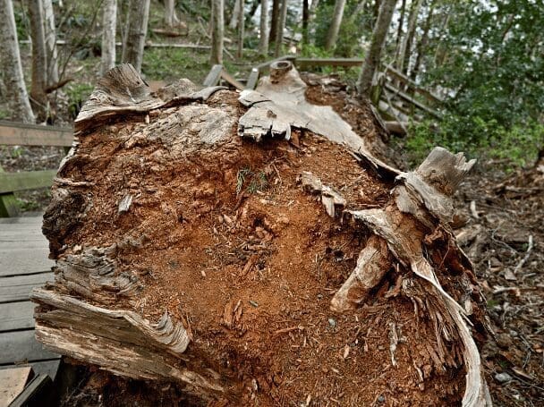 Tree Stump Decomposition Gardenfrontier Tree stump decomposition after DIY stump removal treatment