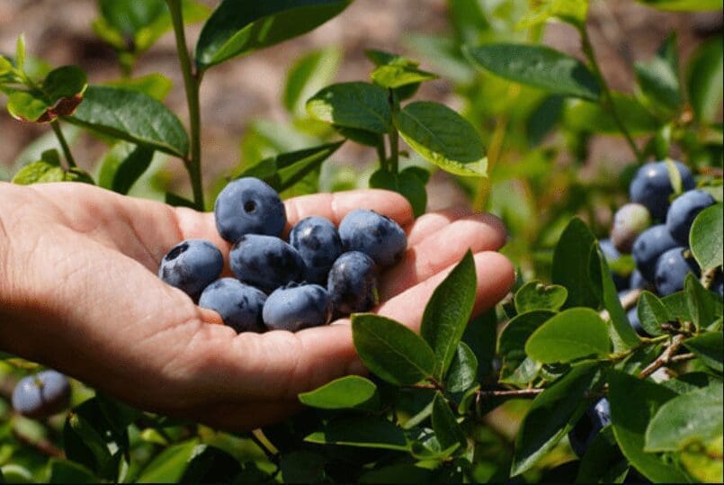 Container Planting Blueberries Gardenfrontier Container Planting Blueberries