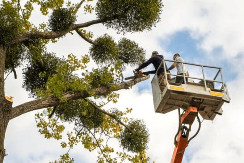 Why Hiring a Professional for Tree Removal Gardenfrontier Why Hiring a Professional for Tree Removal