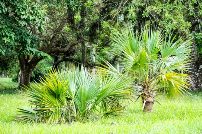 Best Hardy Palm Trees Gardenfrontier Best Hardy Palm Trees