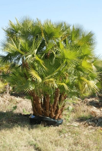 Everglades Palm Acoelorrhaphe wrightii Gardenfrontier Everglades Palm Acoelorrhaphe wrightii