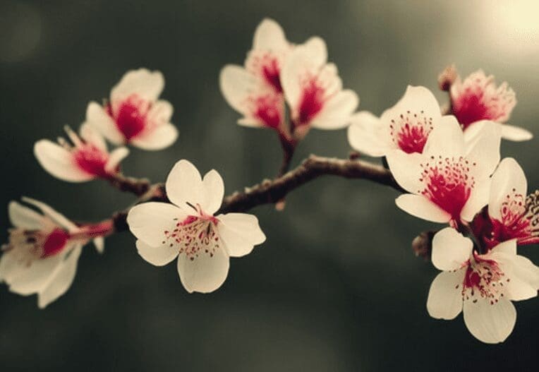 Flowering Peach Tree Gardenfrontier Flowering Peach Tree