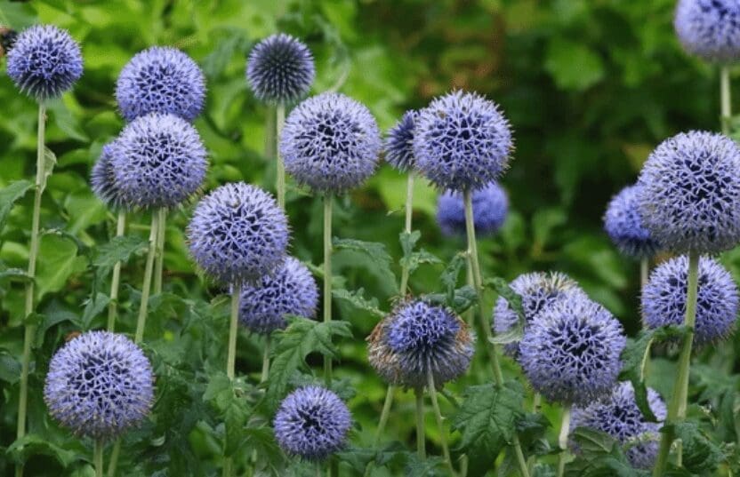 Globe Thistle Gardenfrontier Globe Thistle