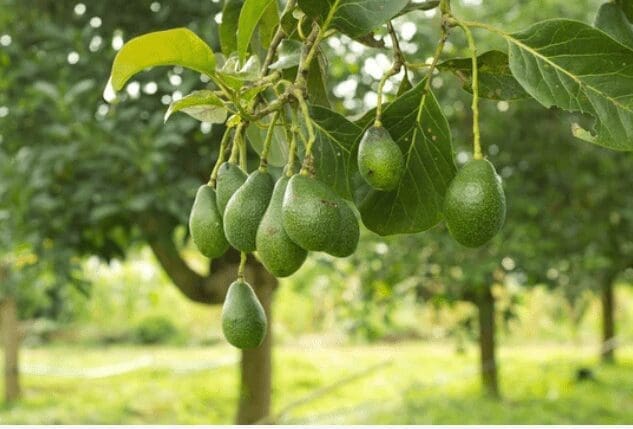 Growing Avocado Trees Gardenfrontier Growing Avocado Trees
