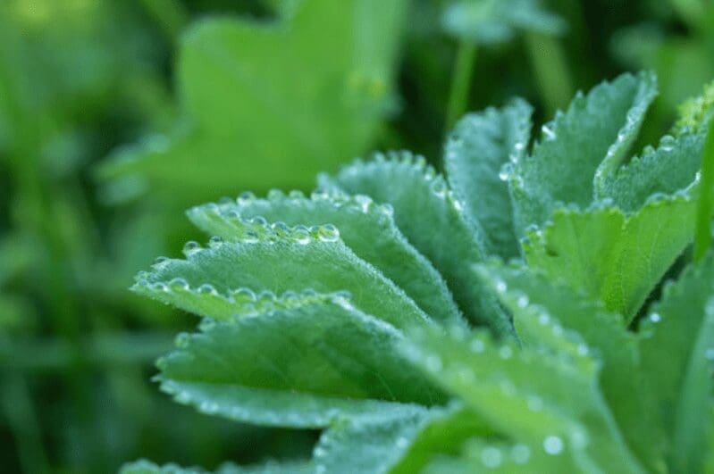 Ladys Mantle Gardenfrontier Lady's Mantle