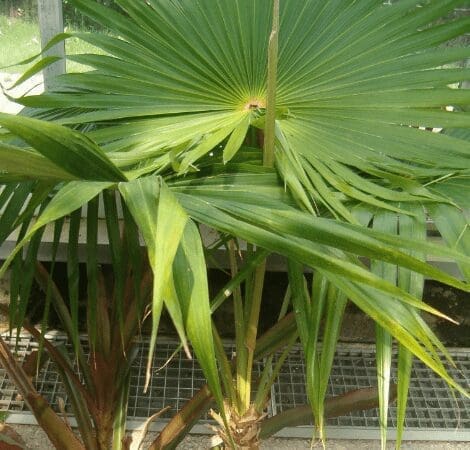 Puerto Rican Thatch Palm Coccothrinax alta Gardenfrontier Puerto Rican Thatch Palm Coccothrinax alta