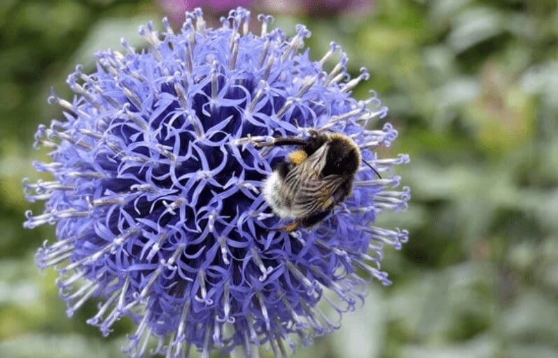 Globe Thistle Gardenfrontier Globe Thistle