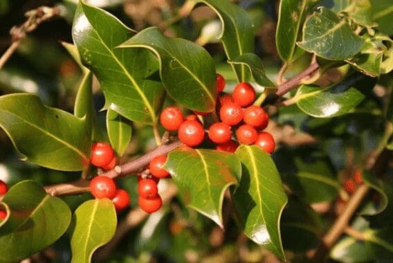 Holly Trees Gardenfrontier Holly Trees