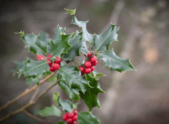Ilex Altarejosensis Gardenfrontier Ilex Altarejosensis