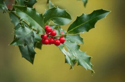 Ilex Ampliceps Gardenfrontier Ilex Ampliceps