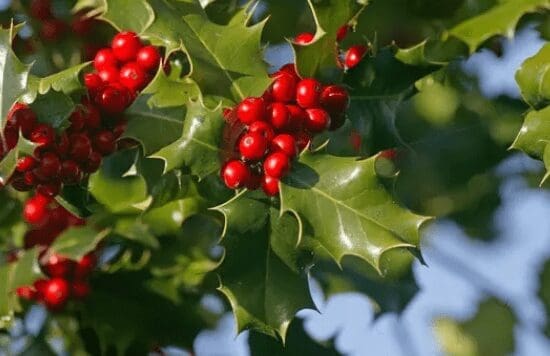 Ilex Aquifolium Gardenfrontier Ilex Aquifolium