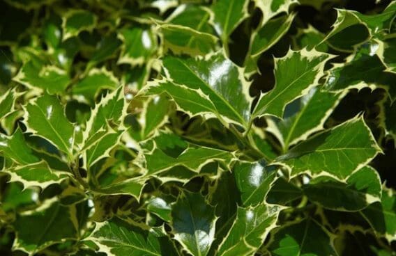 Ilex Argentea Gardenfrontier Ilex Argentea
