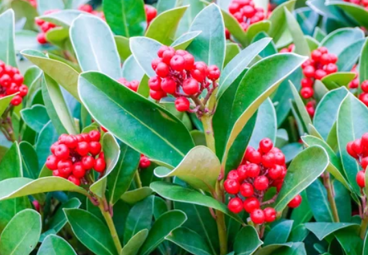 Ilex Cyrtura Gardenfrontier Ilex Cyrtura