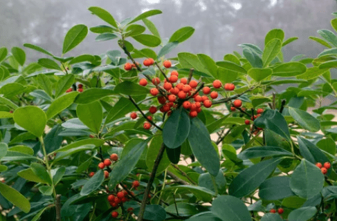 Ilex Cassine Gardenfrontier Ilex Cassine