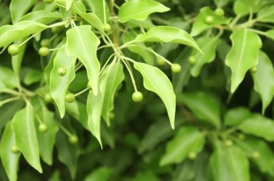 Ilex Collina Gardenfrontier Ilex Collina