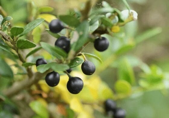 Ilex Crenata Gardenfrontier Ilex Crenata