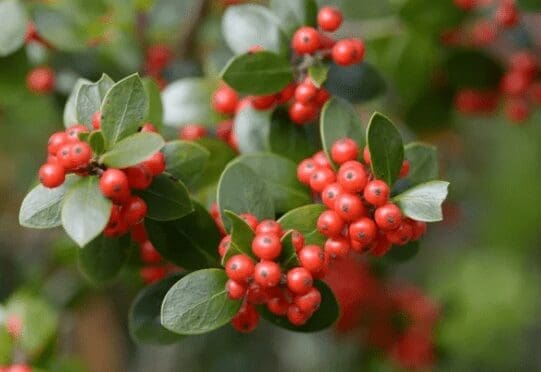 Ilex Dimorphophylla Gardenfrontier Ilex Dimorphophylla